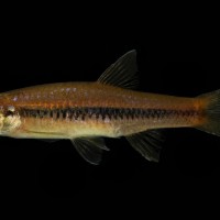 Rasbora armitagei Silva, Maduwage & Pethiyagoda, 2010